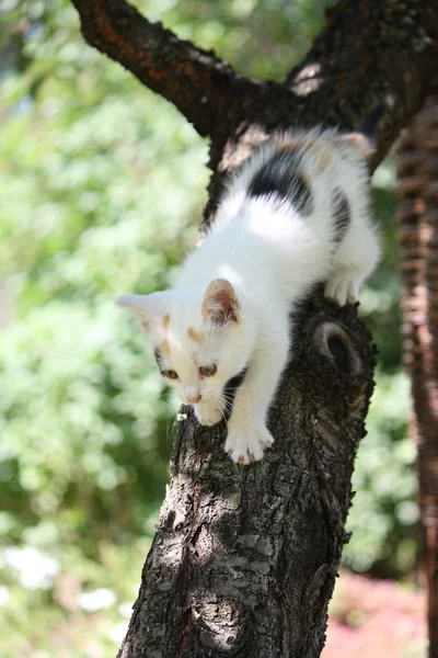 Cute white kitten climbing down from the tree — Stock Photo, Image