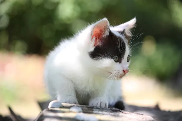 Cute white kitten resting on the tree branch — Stock Photo, Image