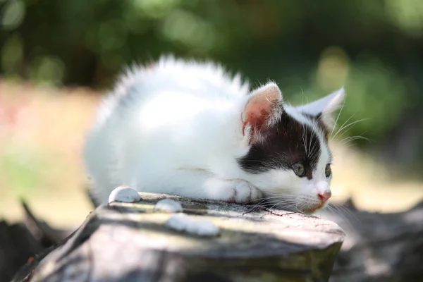 Söt vit kattunge vilar på en trädgren — Stockfoto