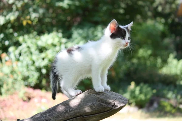Gatito blanco de pie en la rama del árbol — Foto de Stock