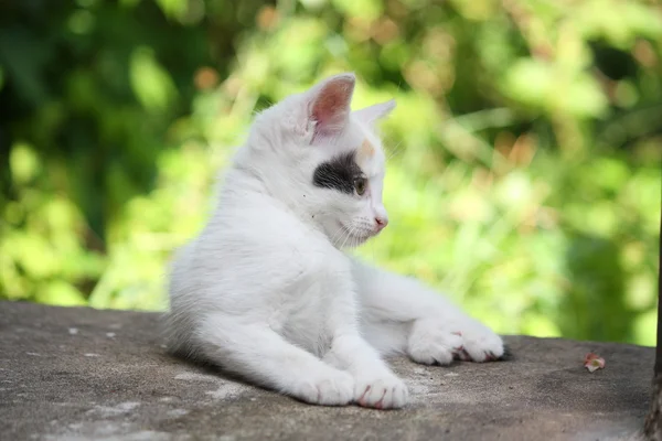 Hvit kattunge liggende på bakken – stockfoto