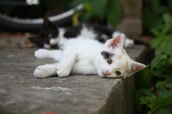 White kitten lying on the ground — Stock Photo, Image