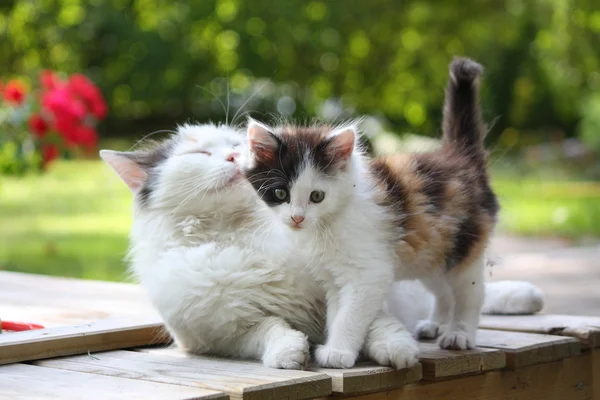 Adorable kitten resting with his mother — Stock Photo, Image