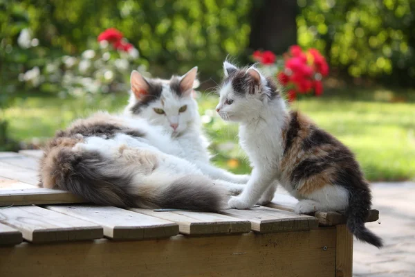 Adorable kitten resting with his mother — Stock Photo, Image