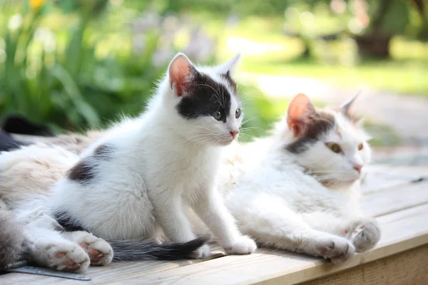 Sevimli kedi yavrusu annesinin yanında oturan — Stok fotoğraf