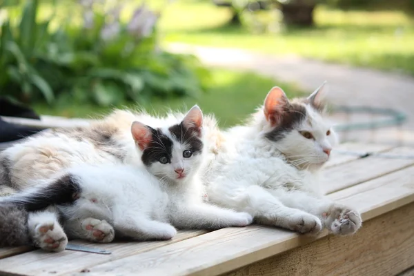 Søte kattunge som hviler hos sin mor – stockfoto