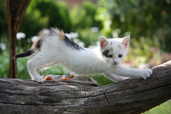 Small white kitten scratching tree branch — Stock Photo, Image