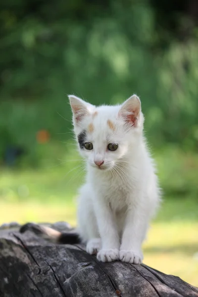 Gatinho branco sentado no galho da árvore miando — Fotografia de Stock