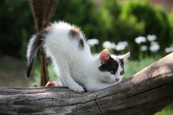 Küçük beyaz yavru kedi tırmalamak ağaç dalı — Stok fotoğraf