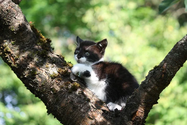 Pequeño gatito lindo trepando al árbol — Foto de Stock