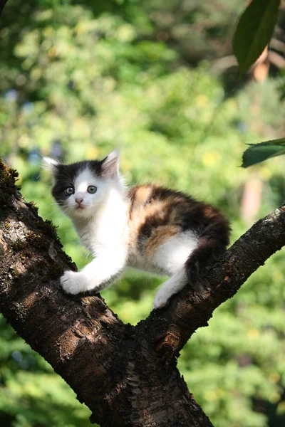 Маленький милий кошеня, що вилазить на дерево — стокове фото