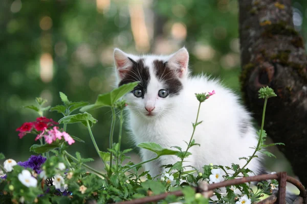 Gatinho sentado no canteiro de flores — Fotografia de Stock