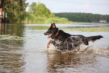 suda çalışan mutlu İsviçre dağ köpeği azman