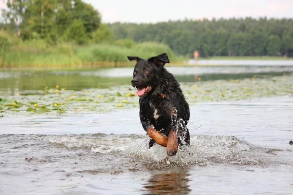 Gelukkig swiss mountain dog kruising lopen in het water — Stockfoto