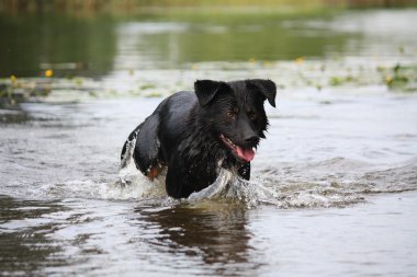 suda çalışan mutlu İsviçre dağ köpeği azman