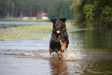 suda çalışan mutlu İsviçre dağ köpeği azman