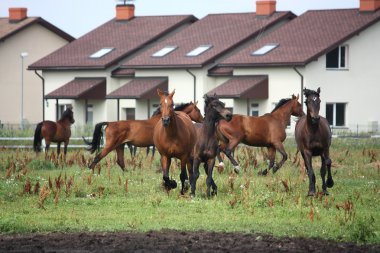 alan running free at sürüsü