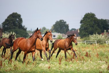 alan running free at sürüsü