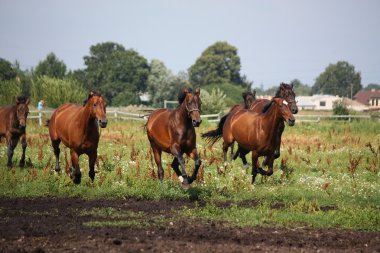 alan running free at sürüsü