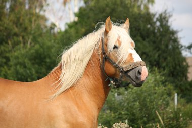 güzel palomino fıçı at portresi