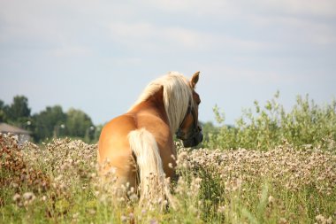 çekip gitmek güzel palomino hava akımı