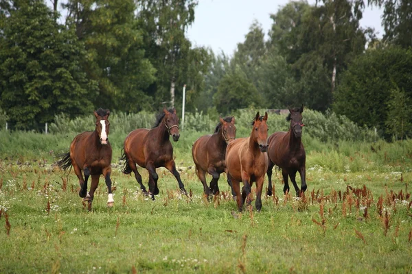 Pferdeherde läuft frei auf dem Feld — Stockfoto