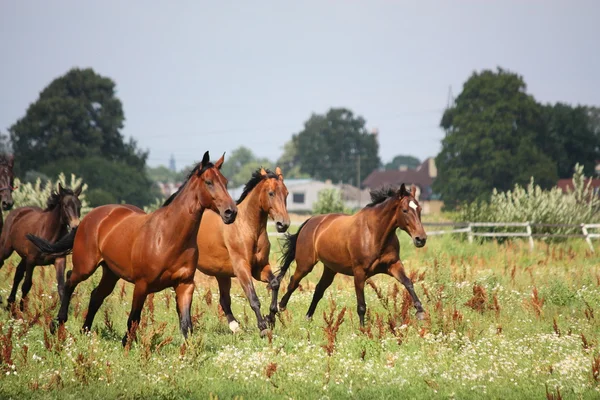 Stádo koní běží zdarma na pole — Stock fotografie