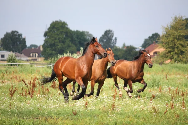 Horse herd running free at the field — Stock Photo, Image