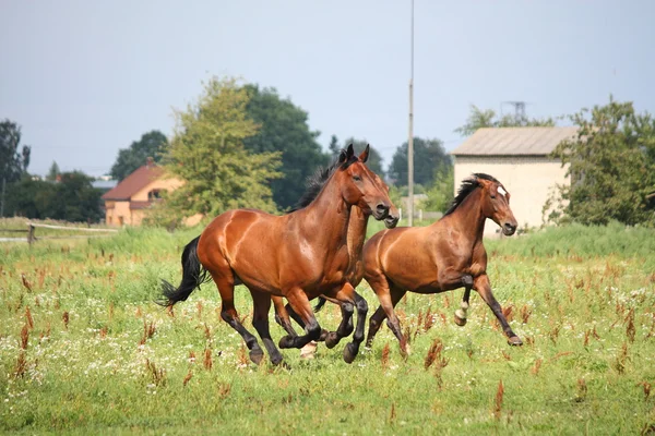 Mandria di cavalli in esecuzione libera sul campo — Foto Stock