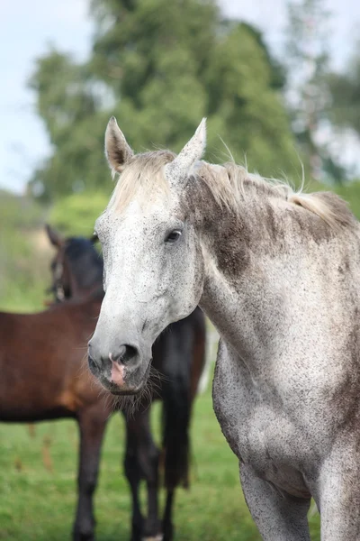 Caballo de raza letona gris — Foto de Stock