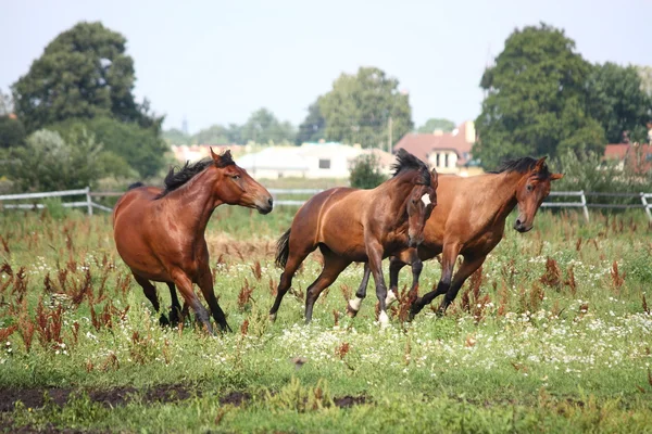 Stado koni systemem wolna w polu — Zdjęcie stockowe