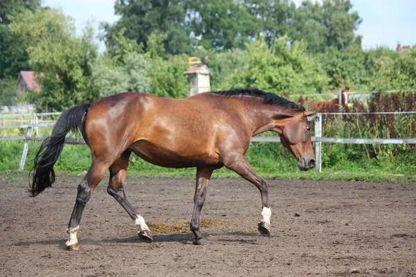 Brązowy koń wyścigi konne w polu — Zdjęcie stockowe