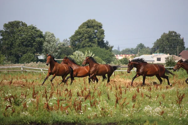 Troupeau de chevaux en liberté sur le terrain — Photo