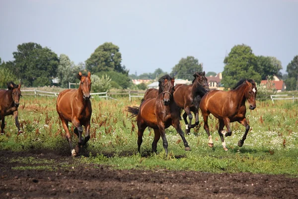 Häst besättningen kör gratis på fältet — Stockfoto