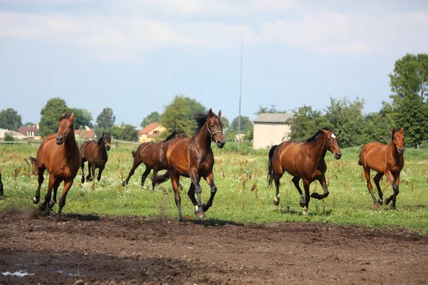 Troupeau de chevaux en liberté sur le terrain — Photo