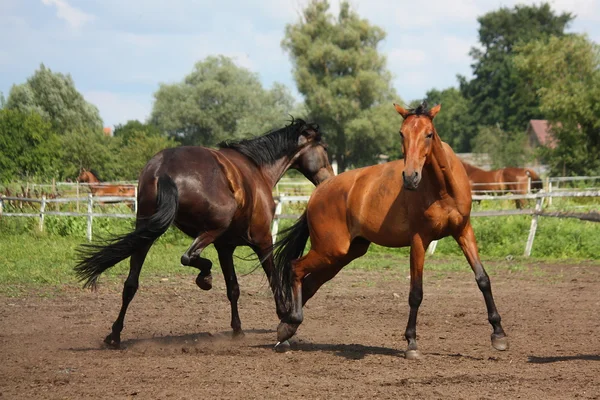 Två hästar som leker med varandra — Stockfoto