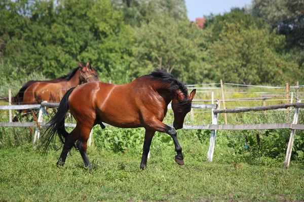 Bay häst galopperar gratis på betet — Stockfoto