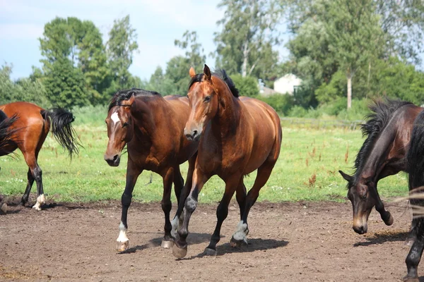 Конячий стад біжить вільно на полі — стокове фото