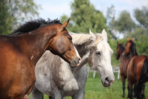 Två hästar porträtt — Stockfoto