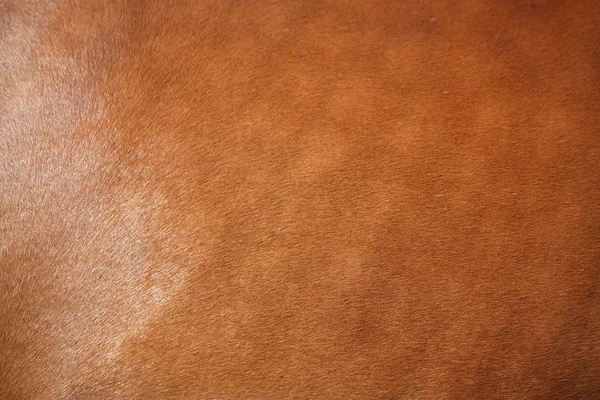 Brown horse fur close up — Stock Photo, Image
