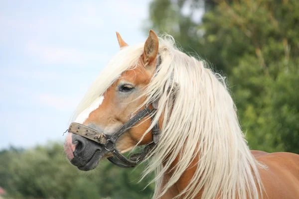 Красивий паломіно портрет коня — стокове фото