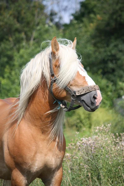 Gyönyörű palomino igavonó lovat portré — Stock Fotó