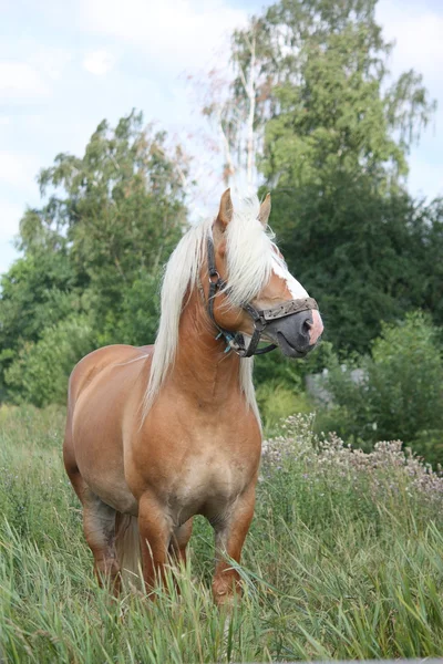 Beautiful palomino draught horse portrait — Stock Photo, Image