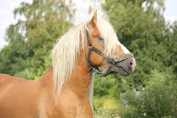 Prachtige palomino trekpaard portret — Stockfoto