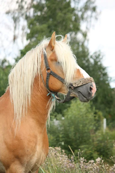 Bellissimo ritratto di cavallo da tiro palomino — Foto Stock