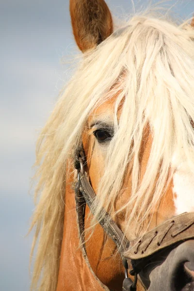 Schöner Palomino Zugpferdekopf aus nächster Nähe — Stockfoto