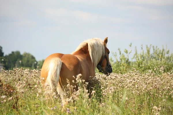 Beautiful palomino draught walking away — Stock Photo, Image