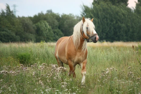 Hermoso caballo de tiro palomino caminando en el campo —  Fotos de Stock
