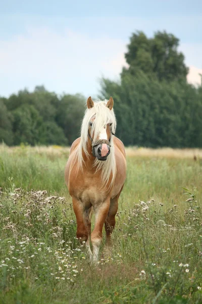 Beautiful palomino draught horse walking at the field — Stock Photo, Image