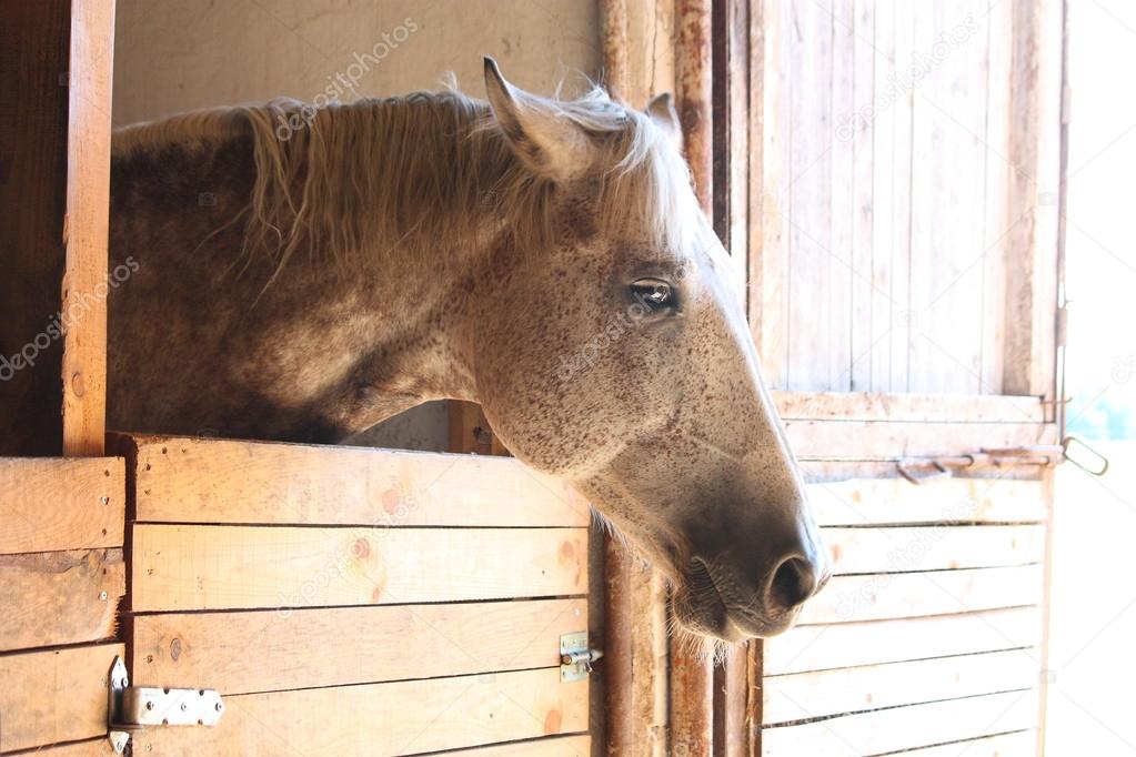 White horse portrait in the wooden stable
